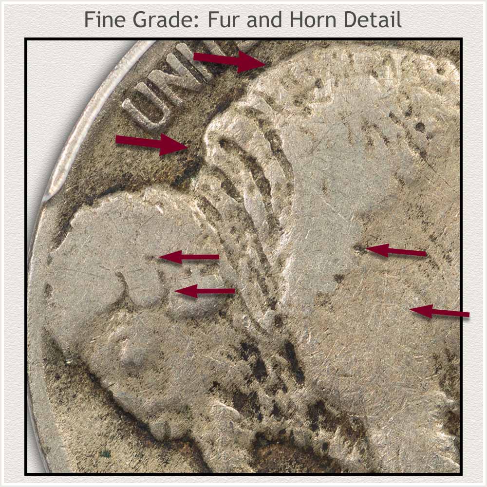 Magnified Fur and Horn Detail on a Fine Grade Buffalo Nickel