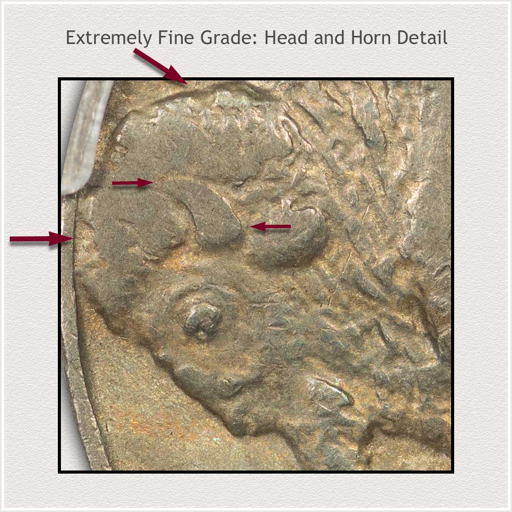 Fur and Horn Detail of an Extremely Fine Grade Buffalo Nickel