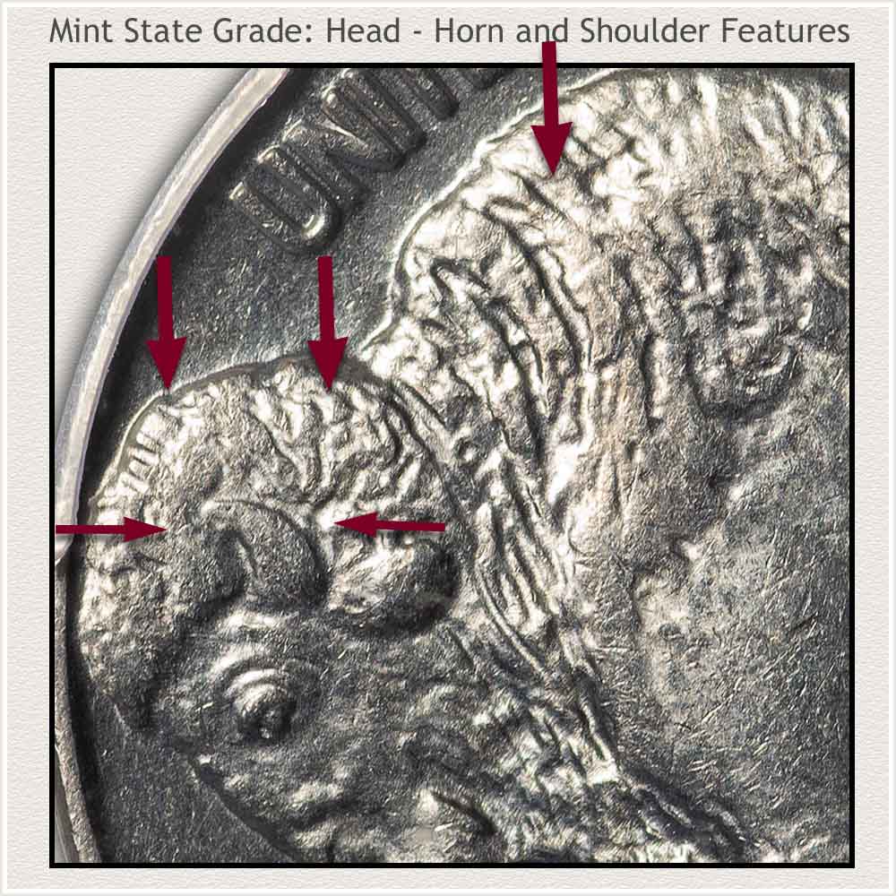 Grading Features Head, Shoulder, and Horn of a Mint State Grade Buffalo Nickel