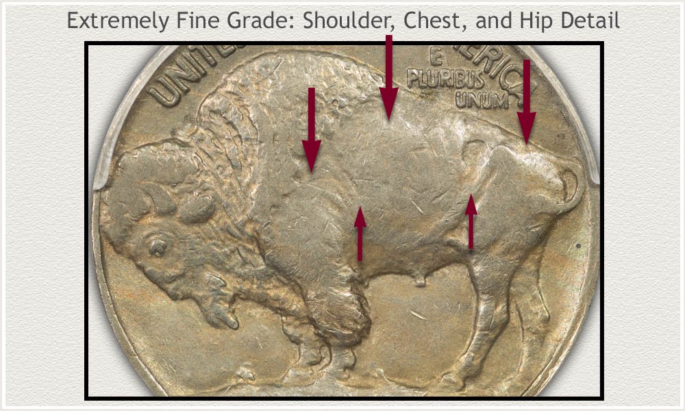 Extremely Fine Grade Shoulder, Chest, and Hip Detail on a Buffalo Nickel
